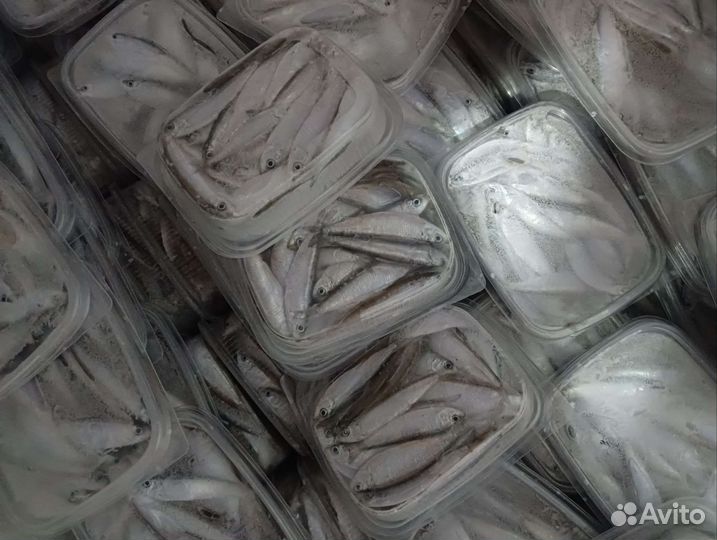 Тюлька камская