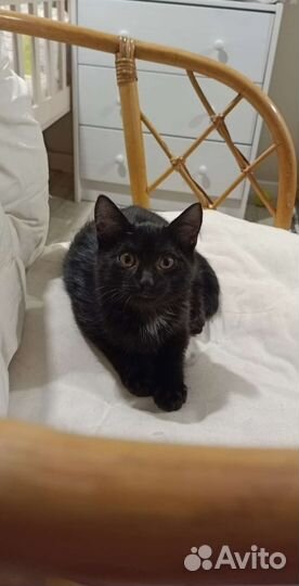 Кошка в дар бесплатно