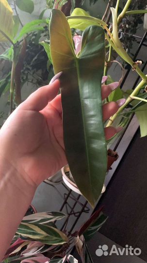 Филодендрон Санта Леопольдина, Розовая принцесса