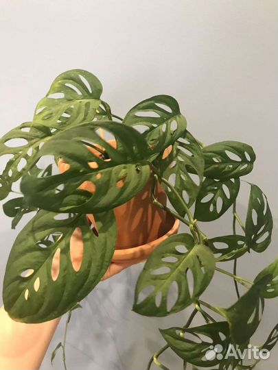 Монстера манки