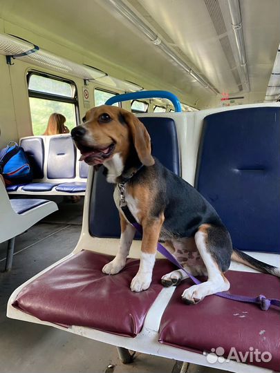 Щенки бигль 7 месяцев