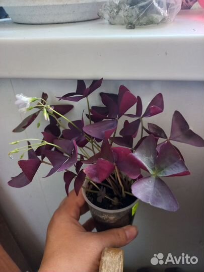 Комнатные цветы оксалис кислица