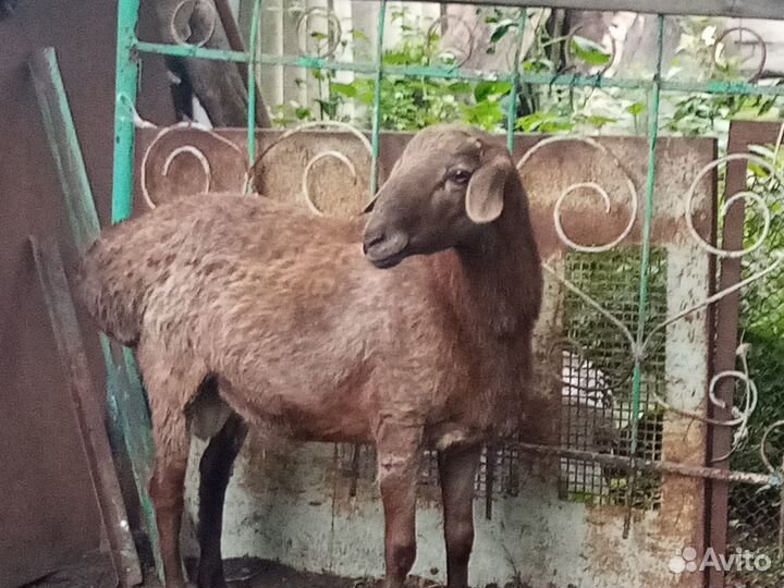 Баран, ярки курдючные