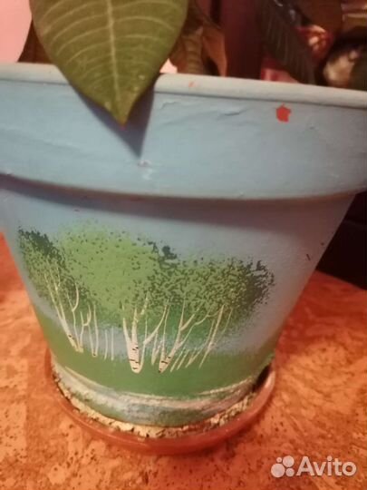 Молочай вместе с керамическим кашпо