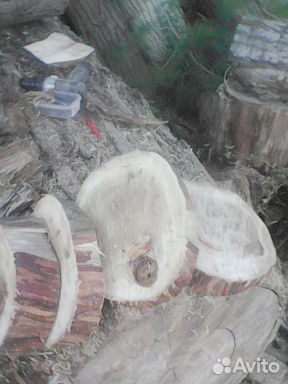 Деревянные спилы, и слэбы из вяза