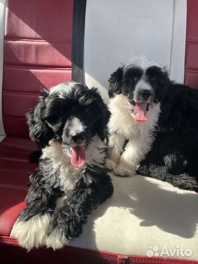 Собаки щенки