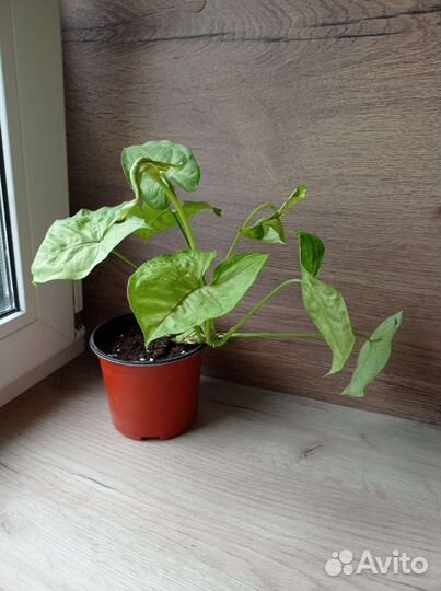 Сингониум расами наг