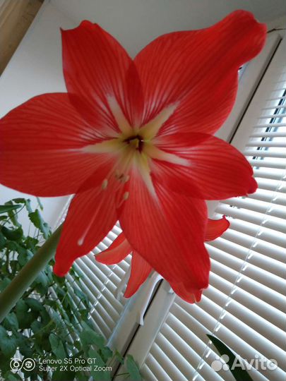 Гиппиаструм (Амариллис )