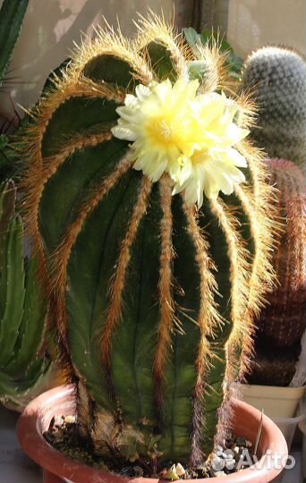 Кактусы и суккуленты