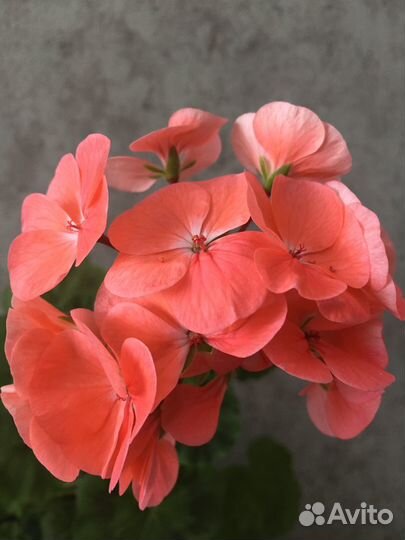 Герань пеларгония