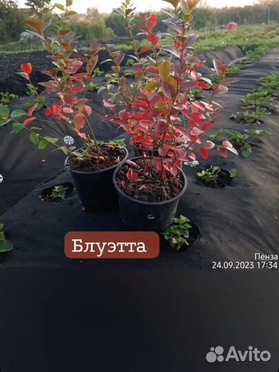 Голубика садовая саженцы