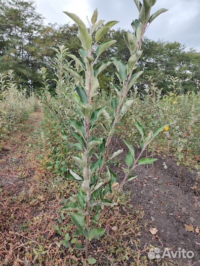 Саженцы яблони оптом