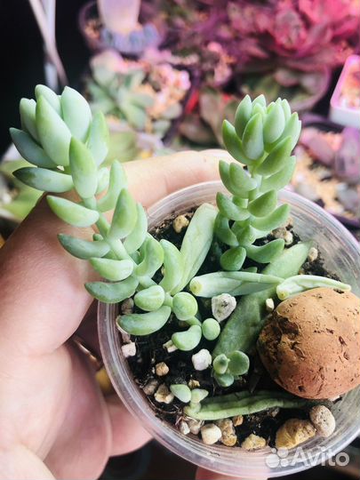 Суккуленты Крассула,Седум и др