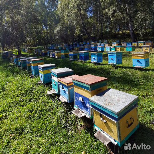 Продукты пчеловодства (общий прайс)