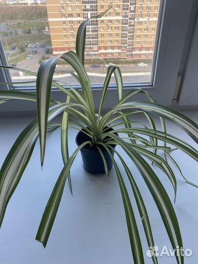 Хлорофитум