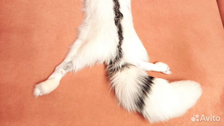 Шкурка белой арктической лисицы