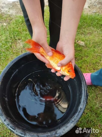 Живая рыба для пруда