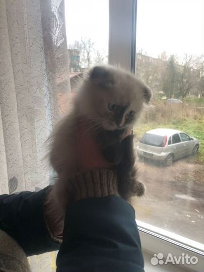 Кошка в дар