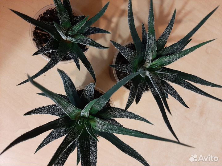 Хавортия аттенуата