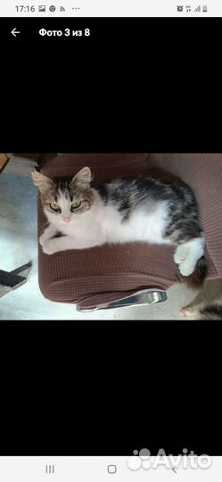 Кошка в дар бесплатно