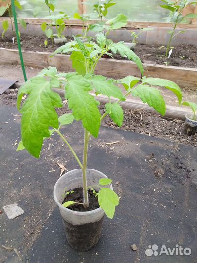 Рассада помидор