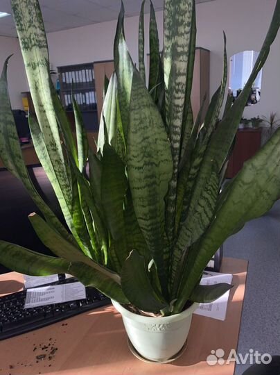 Сансевиерия (щучий хвост). Высота 65 см