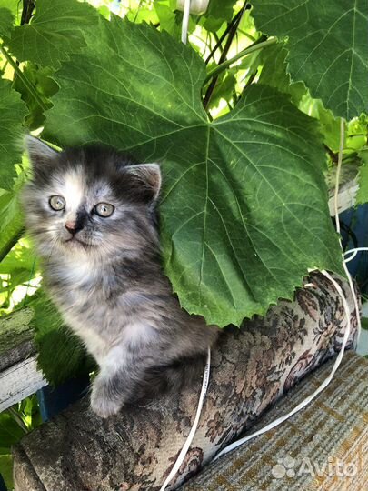 Отдам в хорошие руки котенка