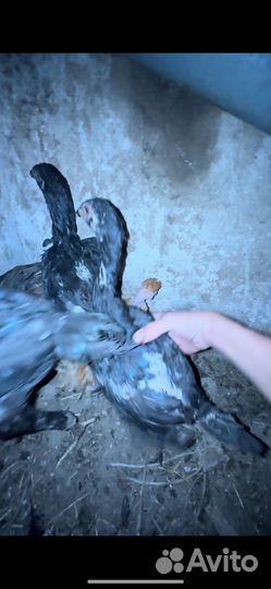 Байцовый цыплята