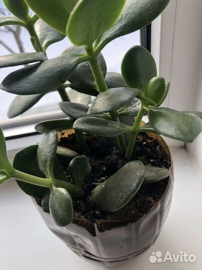 Крассула, толстянка, денежное дерево