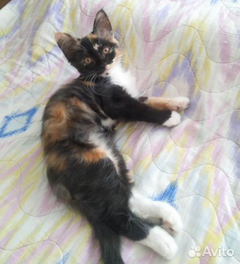Трехцветный котенок