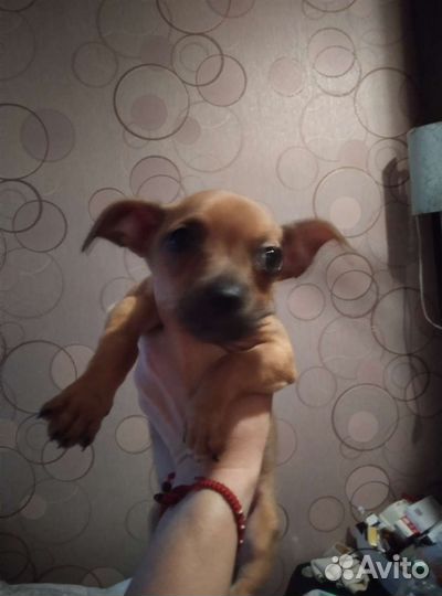 Маленькая собака