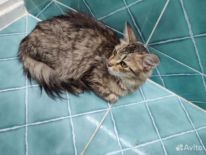 Преданная подружка