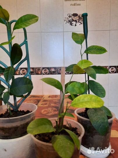 Лимон Мейер саженцы