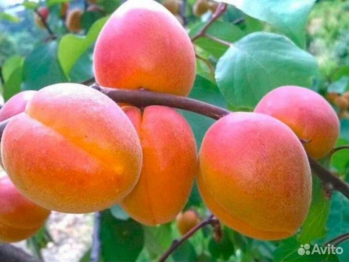 Саженцы абрикос Десертный