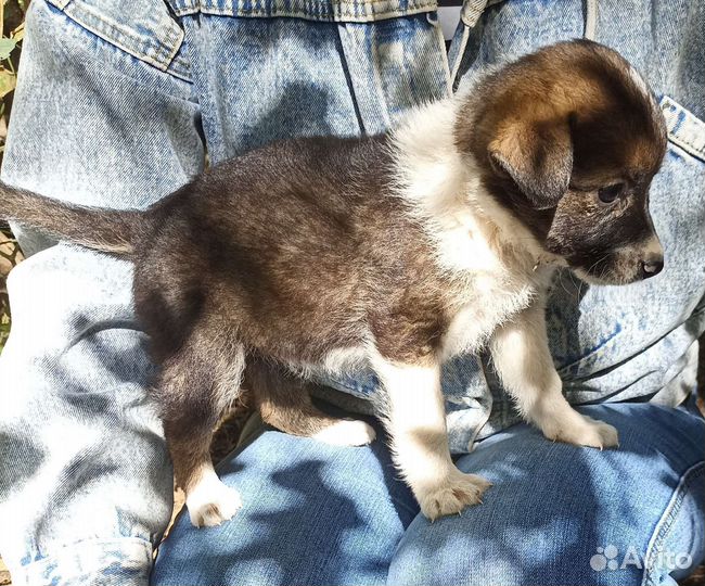 Щенок в добрые руки