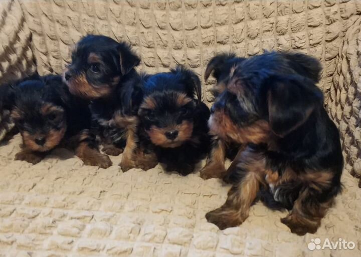 Йоркширский терьер