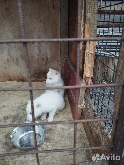 Продам щенков лайки