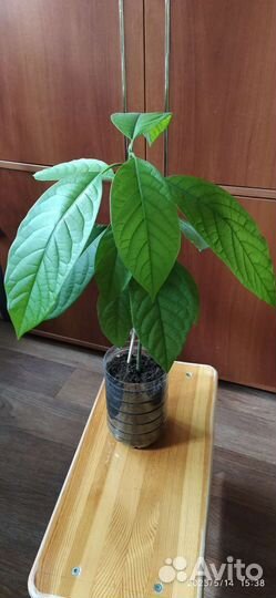 Авокадо деревце