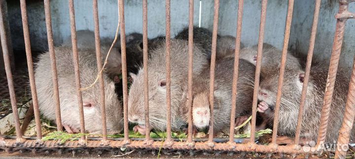 Нутрии (самцы и самочки)
