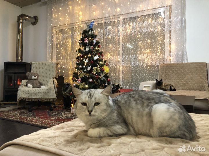 Печь дровяная