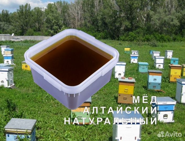 Мёд натуральный из Алтая оптом