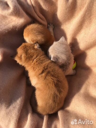 Шотландские котята