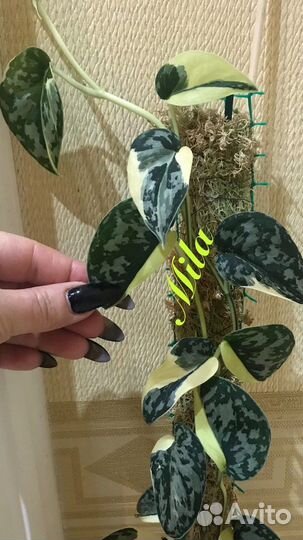 Сциндапсус Mayari