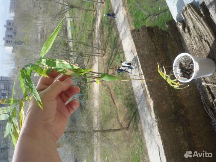 Бамбук прямой. Дендрокаламус стриктус