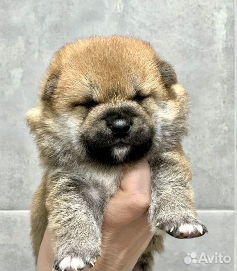 Щенки сиба ину