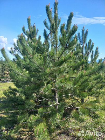Сосна крымская