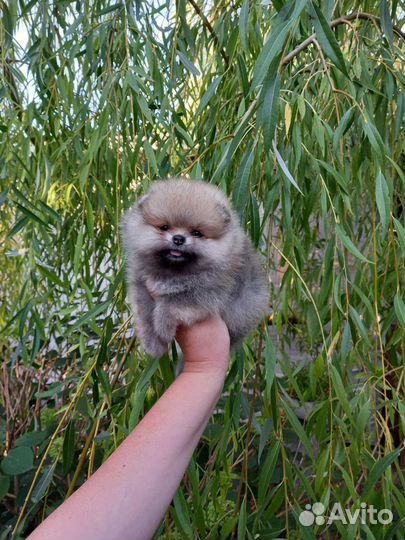 Померанский шпиц мини девочка