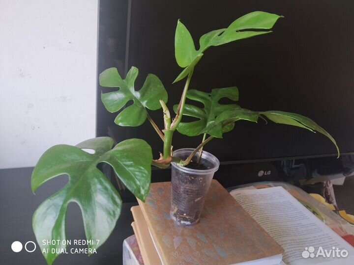 Рафидофора тетрасперма