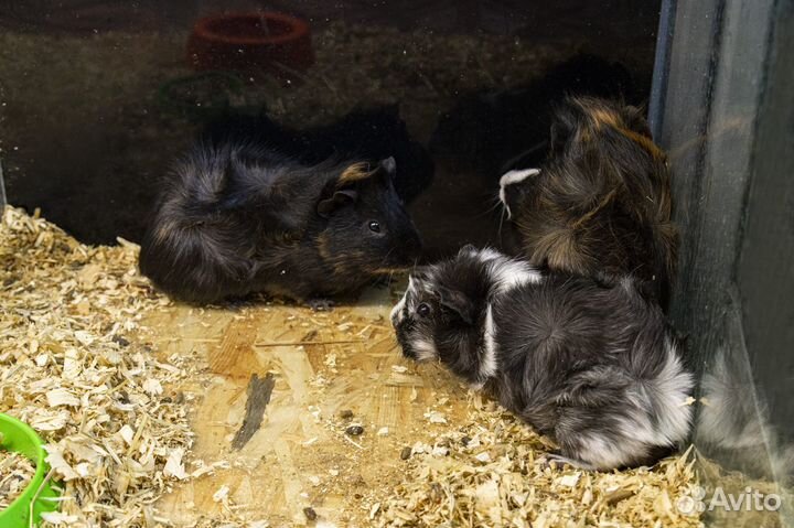 Морские свинки