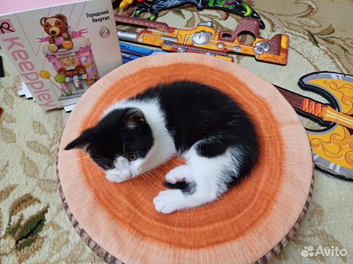 Котёнок мальчик